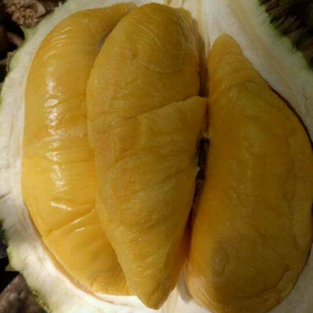durian-3 - LifeStyle 