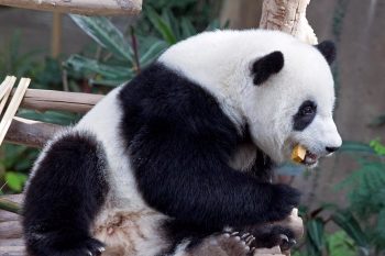 FREE-Zoo-Negara-Admin-Tickets-in-Malaysia-Promotion-2020-00-350x233 - Others Promotions & Freebies Selangor Supermarket & Hypermarket Theme Parks Travel Packages 