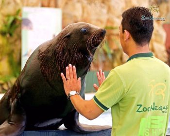 FREE-Zoo-Negara-Admin-Tickets-in-Malaysia-Promotion-2020-000-350x280 - Others Promotions & Freebies Selangor Supermarket & Hypermarket Theme Parks Travel Packages 