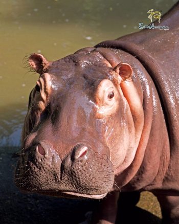 FREE-Zoo-Negara-Admin-Tickets-in-Malaysia-Promotion-2020-001-350x438 - Others Promotions & Freebies Selangor Supermarket & Hypermarket Theme Parks Travel Packages 