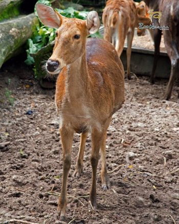 FREE-Zoo-Negara-Admin-Tickets-in-Malaysia-Promotion-2020-002-350x438 - Others Promotions & Freebies Selangor Supermarket & Hypermarket Theme Parks Travel Packages 