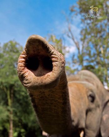 FREE-Zoo-Negara-Admin-Tickets-in-Malaysia-Promotion-2020-003-350x438 - Others Promotions & Freebies Selangor Supermarket & Hypermarket Theme Parks Travel Packages 