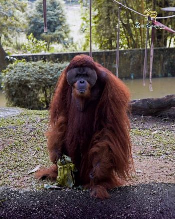 FREE-Zoo-Negara-Admin-Tickets-in-Malaysia-Promotion-2020-007-350x438 - Others Promotions & Freebies Selangor Supermarket & Hypermarket Theme Parks Travel Packages 