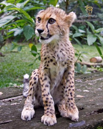 FREE-Zoo-Negara-Admin-Tickets-in-Malaysia-Promotion-2020-008-350x438 - Others Promotions & Freebies Selangor Supermarket & Hypermarket Theme Parks Travel Packages 