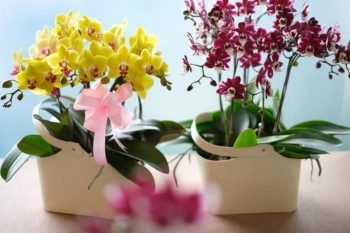 Orchid-Culture-20-off-Promo-at-The-Gardens-Mall-1-350x233 - Kuala Lumpur Others Promotions & Freebies Selangor 