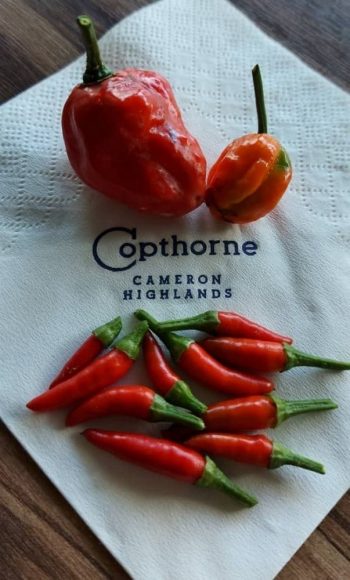 Copthorne-Hotel-Cameron-Highlands-11.11.-Awesome-Cool-Sale-350x580 - Hotels Malaysia Sales Pahang Sports,Leisure & Travel 