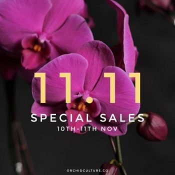 Orchid-Culture-11.11-Special-Sales-350x350 - Johor Kedah Kelantan Kuala Lumpur Malaysia Sales Melaka Negeri Sembilan Online Store Others Pahang Penang Perak Perlis Putrajaya Sabah Sarawak Selangor Terengganu 
