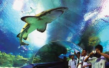 Aquaria-KLCC-Special-Deal-with-Fave-350x219 - Kuala Lumpur Others Promotions & Freebies Selangor 