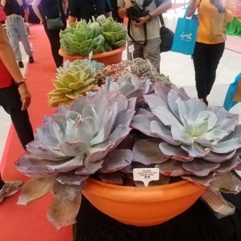 ED-Labels-Plant-Fest-at-Citta-Mall-5-350x350 - Events & Fairs Selangor 