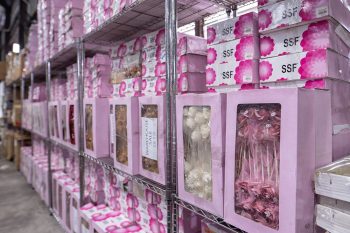 DSC00146-350x233 - Beddings Building Materials Dinnerware Flooring Furniture Home & Garden & Tools Home Decor Kitchenware Kuala Lumpur Lightings Mattress Office Furniture Putrajaya Safety Tools & DIY Tools Sanitary & Bathroom Selangor Warehouse Sale & Clearance in Malaysia 