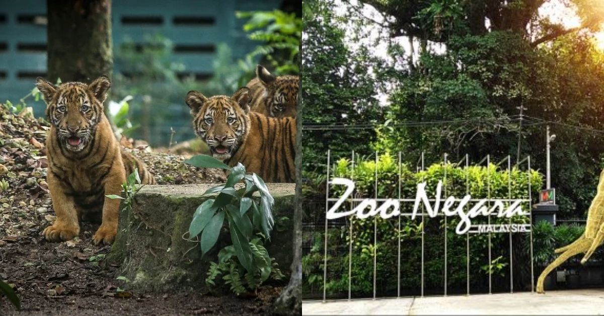 Zoo-Negara-is-In-Trouble-and-They-Need-Your-Help.-Please-Help-The-Animal - LifeStyle 
