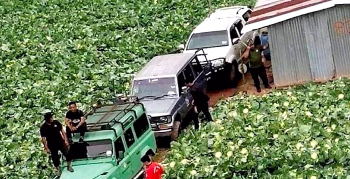 Cameron-Highlands-Destroy-1200-Tons-Flowers-Farmers-Crying - News 