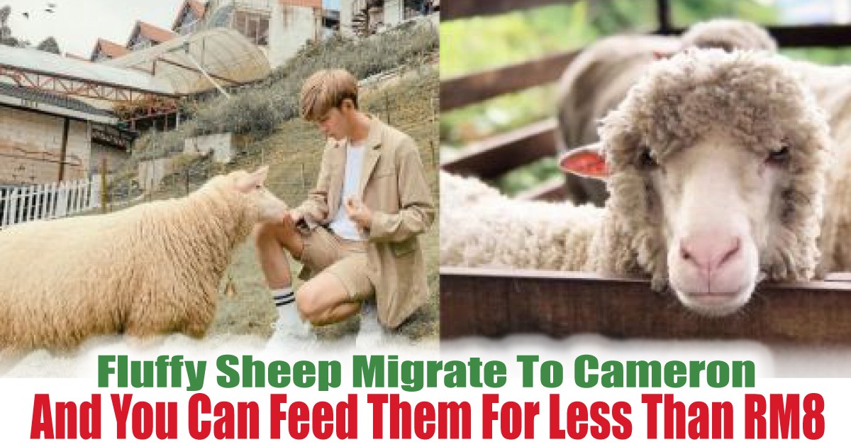 And-You-Can-Feed-Them-For-Less-Than-RM8 - News 