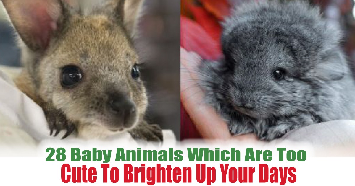 Cute-To-Brighten-Up-Your-Days - News 