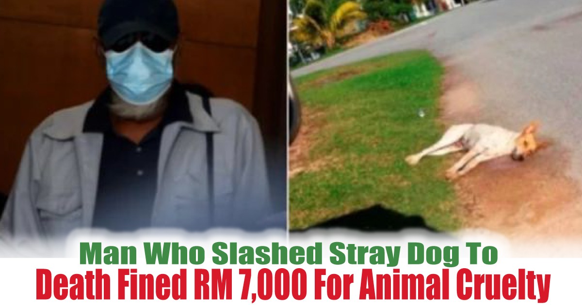 Death-Fined-RM-7000-For-Animal-Cruelty - News 