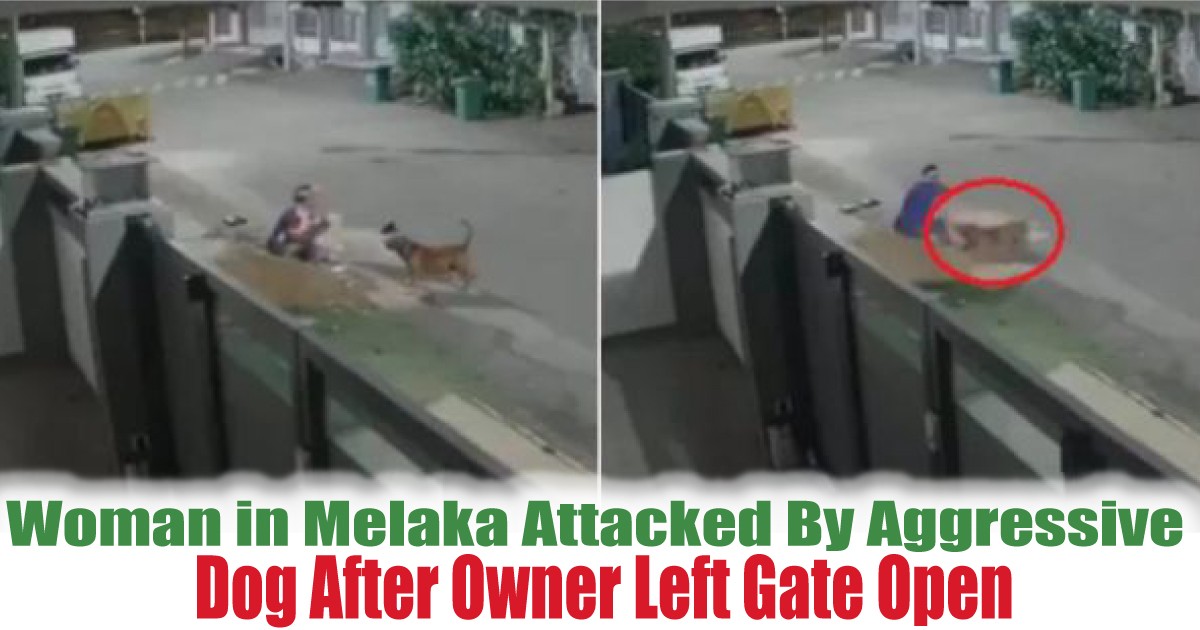 Dog-After-Owner-Left-Gate-Open - News 