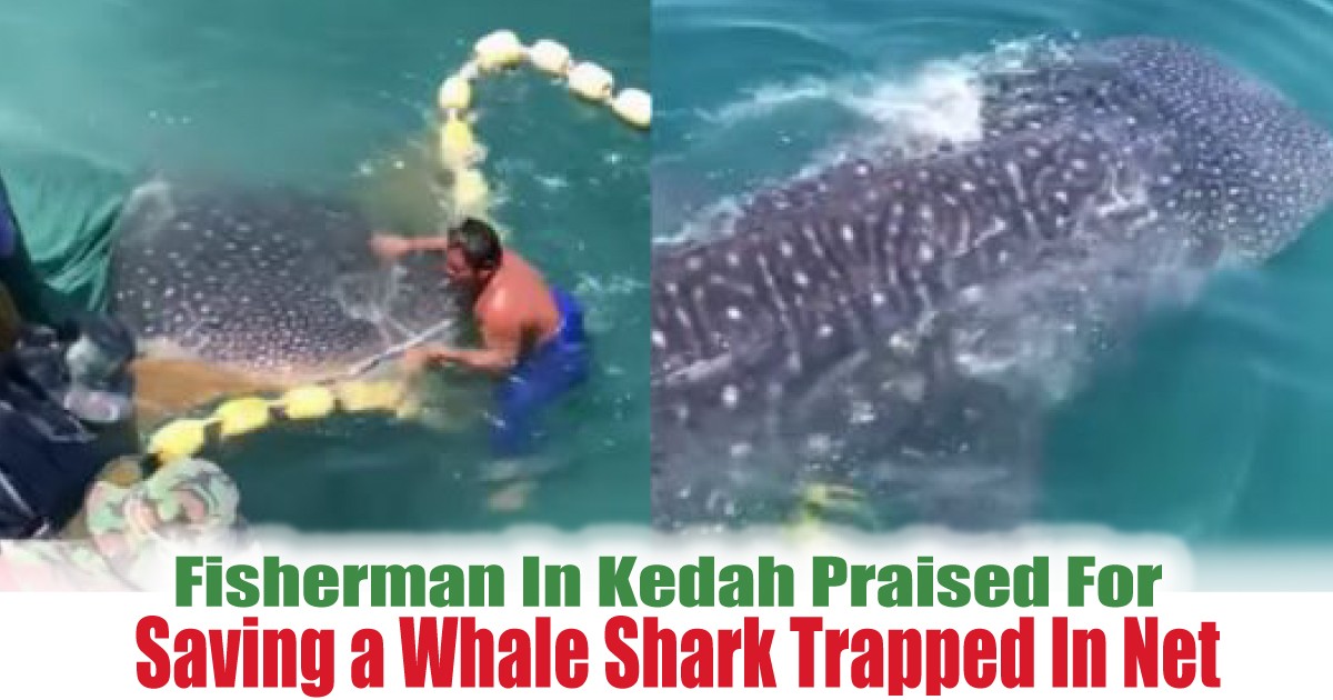 Saving-a-Whale-Shark-Trapped-In-Net - News 