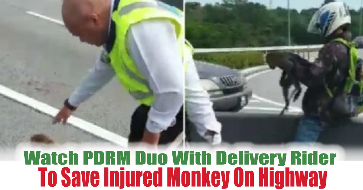 To-Save-Injured-Monkey-On-Highway - News 