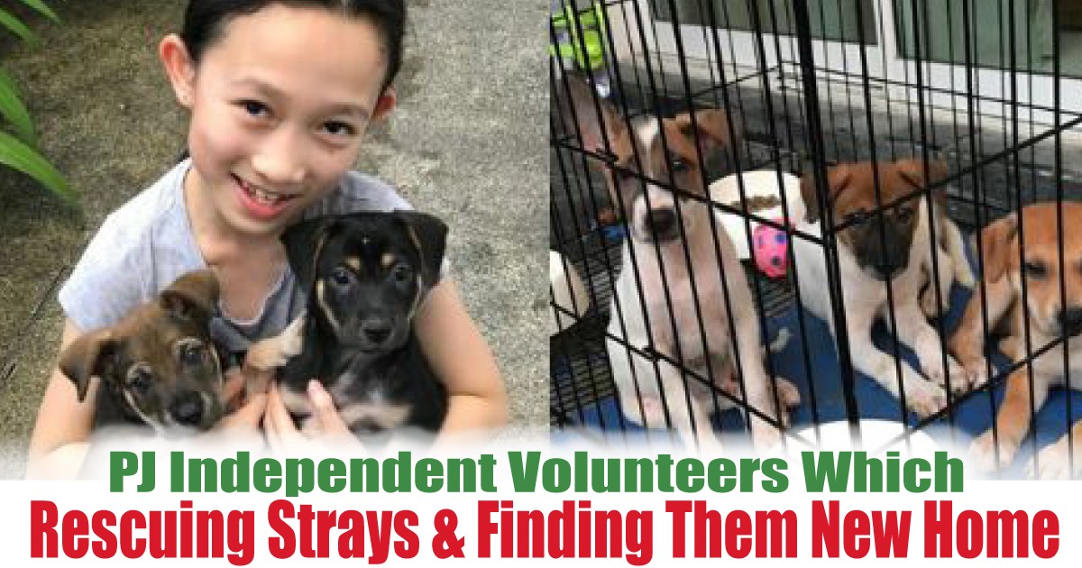 Which-Rescuing-Strays-and-Finding-Them-New-Home - News 