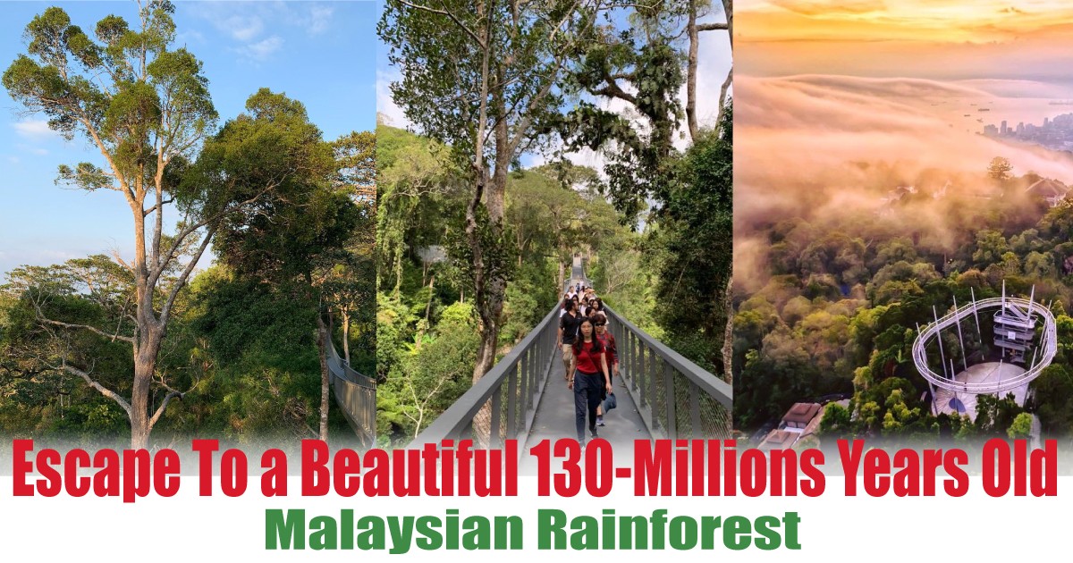 Malaysian-Rainforest-For-Those-Nature-Seeker - News 