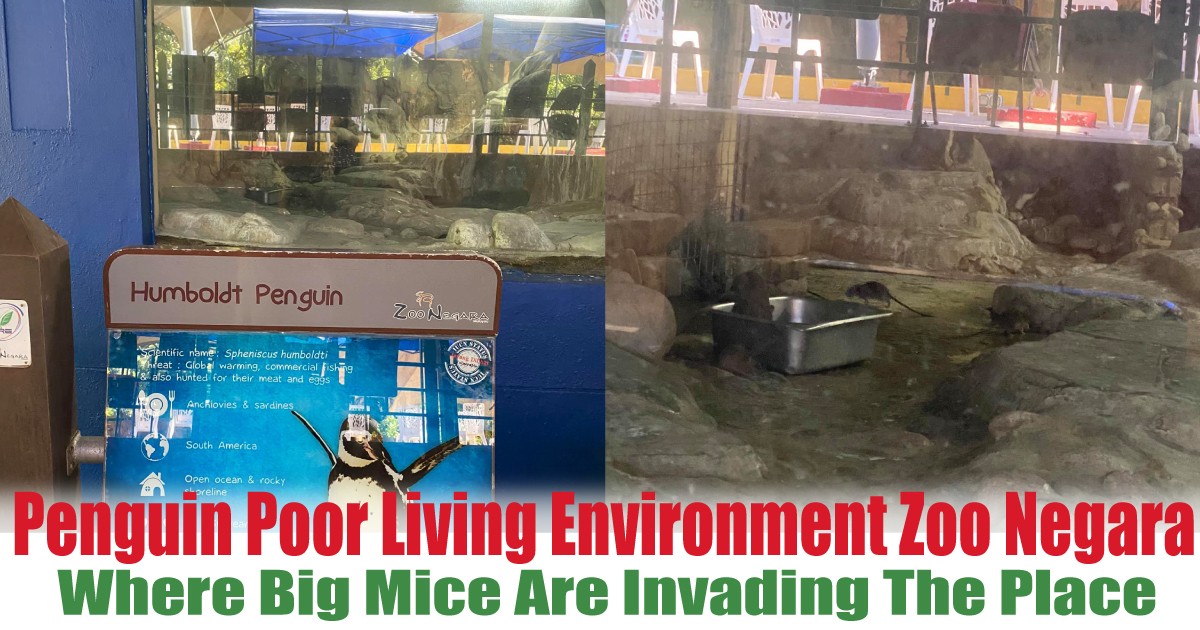 Where-Big-Mice-Are-Invading-The-Place - News 