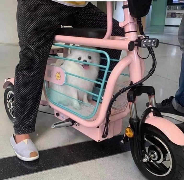 New Pet Bicycle Where You can Travel Together With Your Pet In a Total