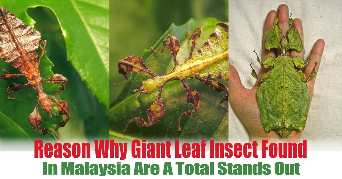 In-Malaysia-Are-A-Total-Stands-Out - News 