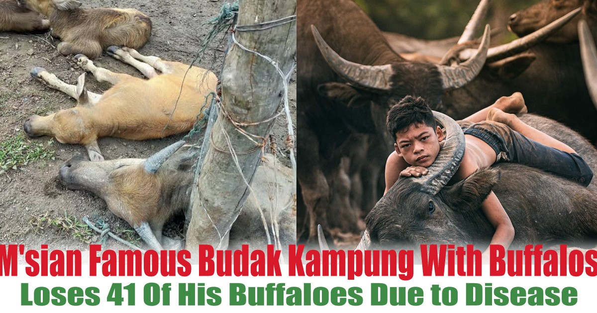 Loses-41-Of-His-Buffaloes-Due-to-Disease - LifeStyle 