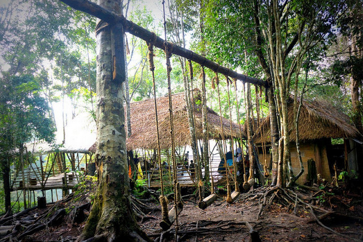 Terras-Tree-House3 - News 