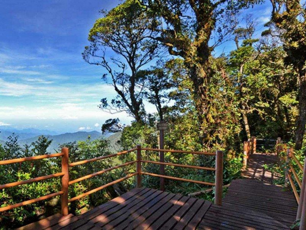 mossy-forest-deck_1024x1024.progressive - News