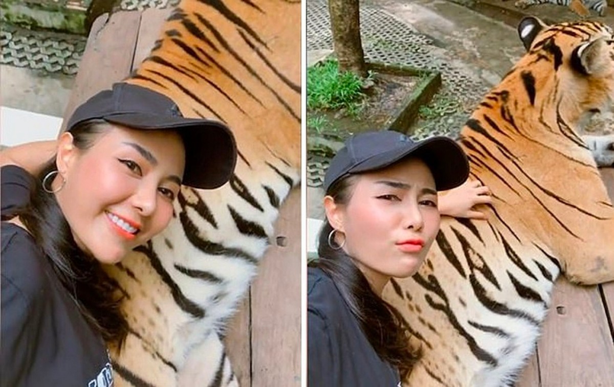 tigerphoto3 - News 