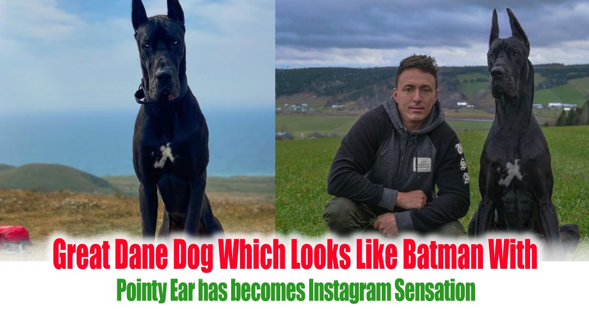 Great Dane Dog Which Looks Like Batman With Pointy Ear has