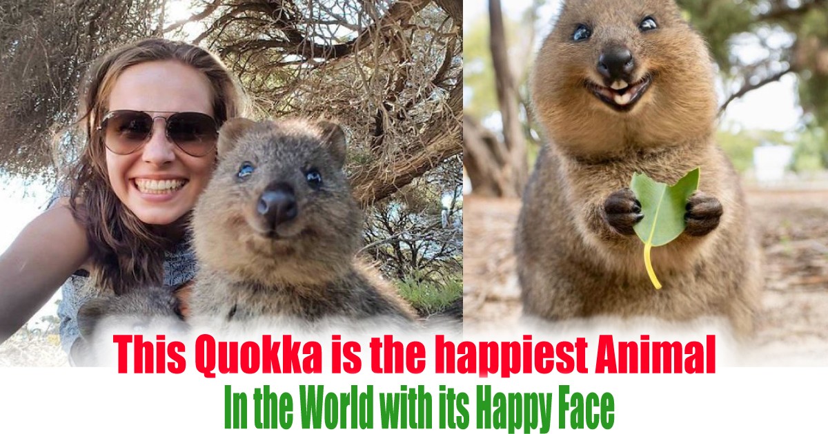 This Quokka is the happiest Animal In the World with its Happy Face - News This Quokka is the happiest Animal In the World with its Happy Face - News