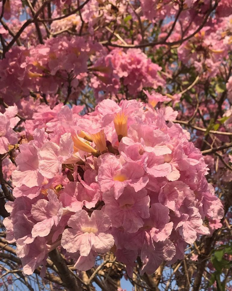 Malaysia has Our Very Own Sakura Tree Which Are Just as Beautiful As